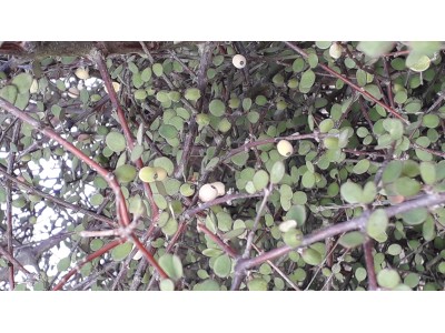 Coprosma crassifolia Coprosma crassifolia
